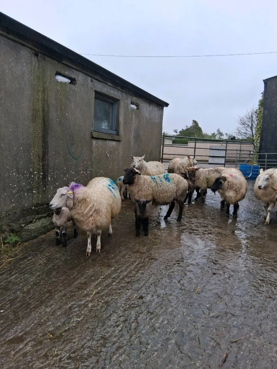 Ewes and lambs - Image 2