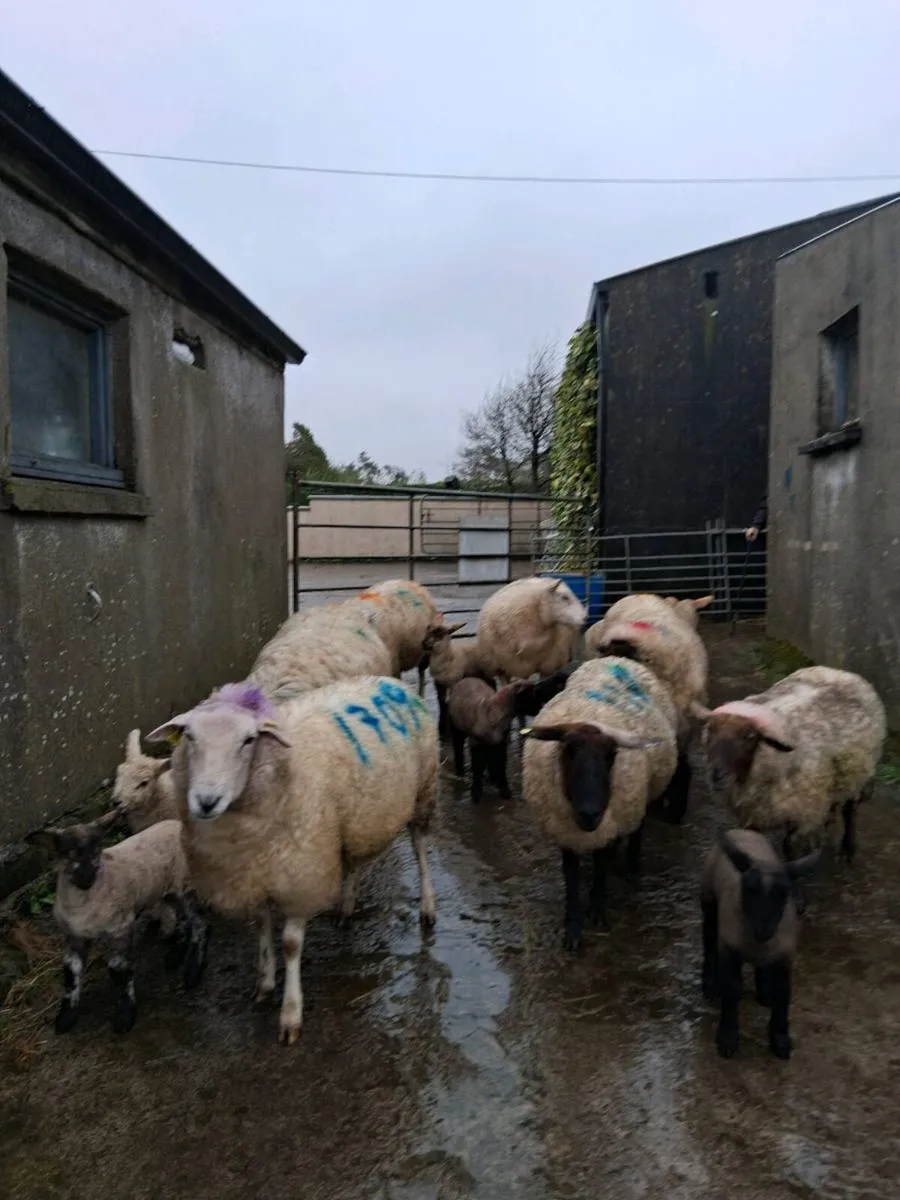 Ewes and lambs - Image 3