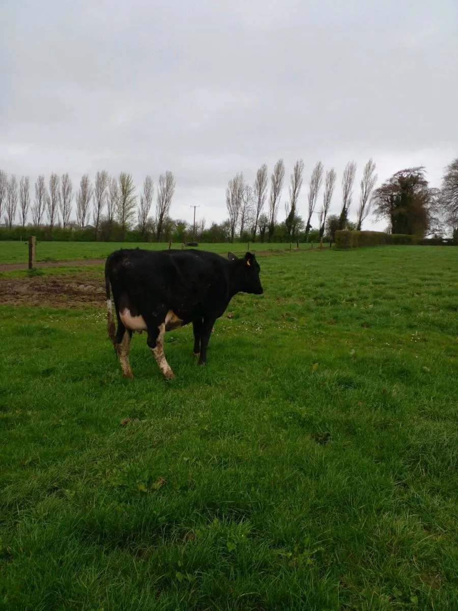 Freshly calved heifer - Image 3