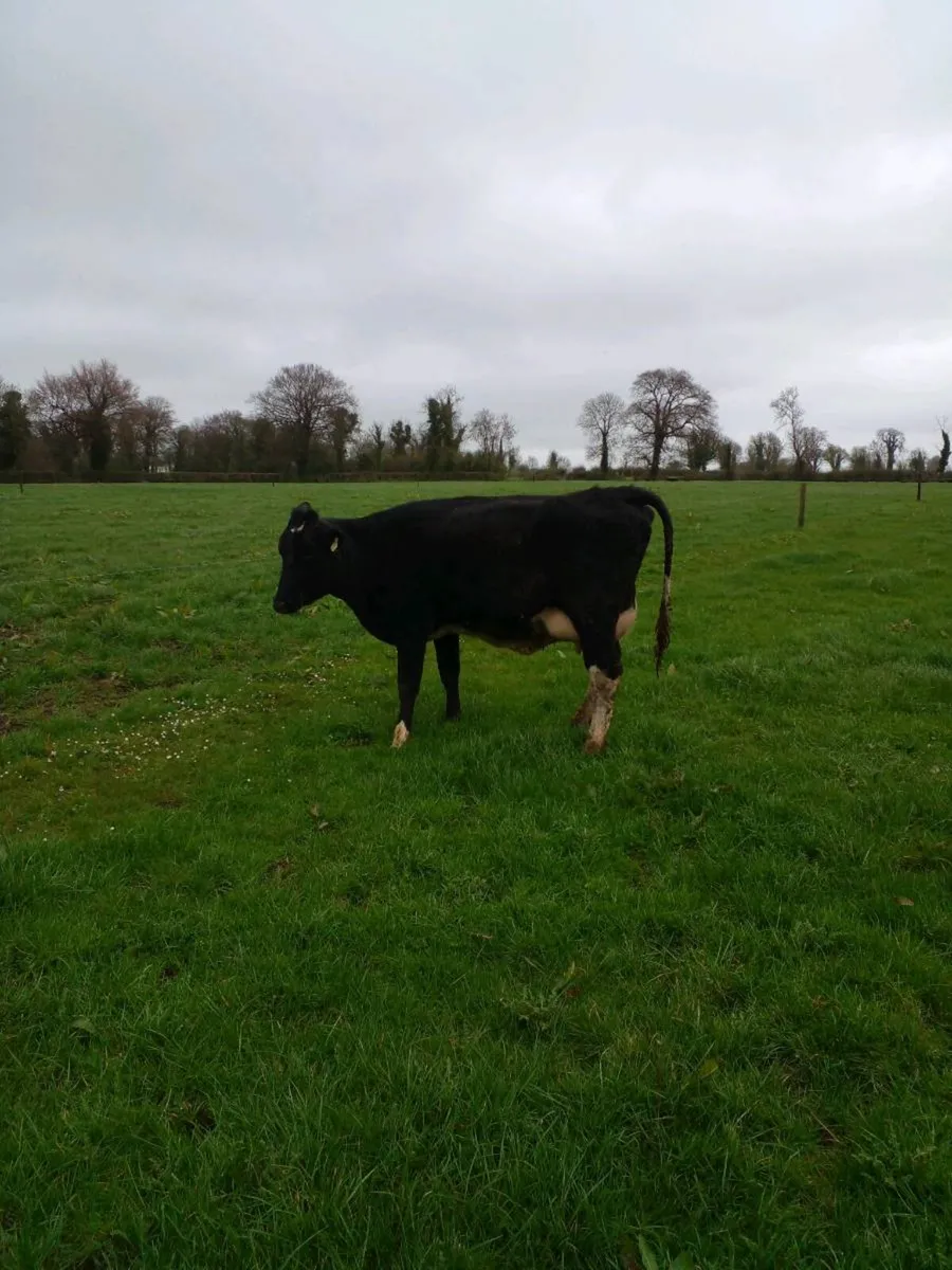 Freshly calved heifer - Image 4