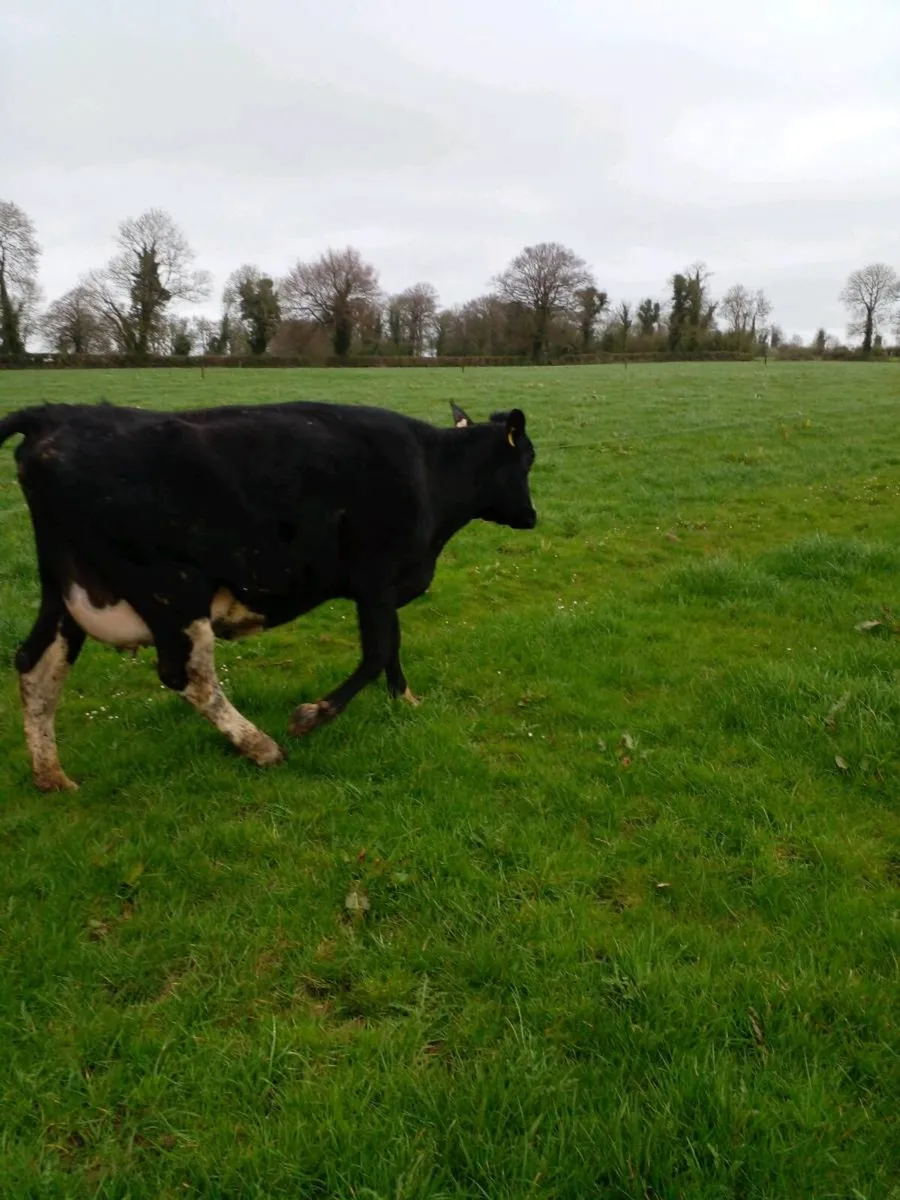 Freshly calved heifer - Image 1
