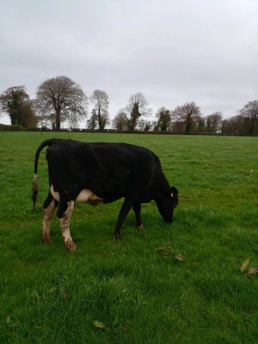 Freshly calved heifer - Image 2