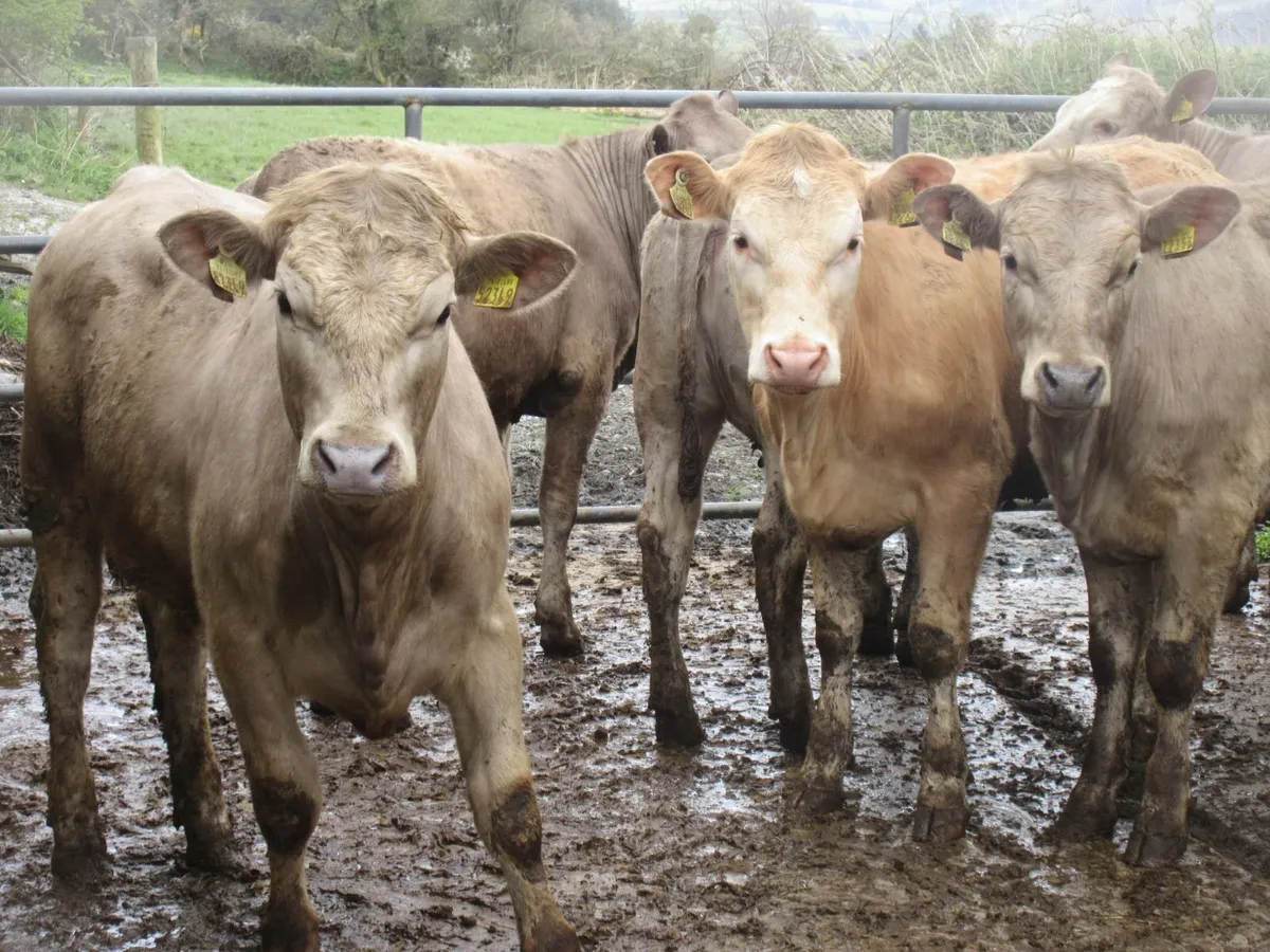 6 CHAROLAIS HEIFERS 5  STAR GENOTYPED 350KG - Image 2