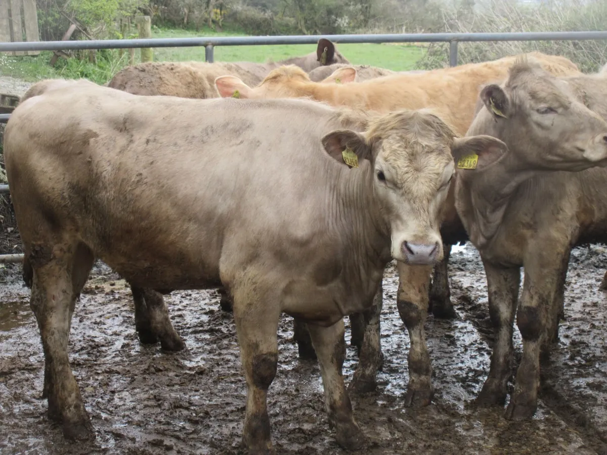 6 CHAROLAIS HEIFERS 5  STAR GENOTYPED 350KG - Image 3