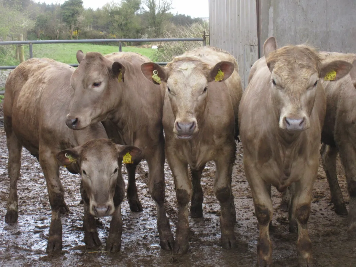 6 CHAROLAIS HEIFERS 5  STAR GENOTYPED 350KG - Image 1