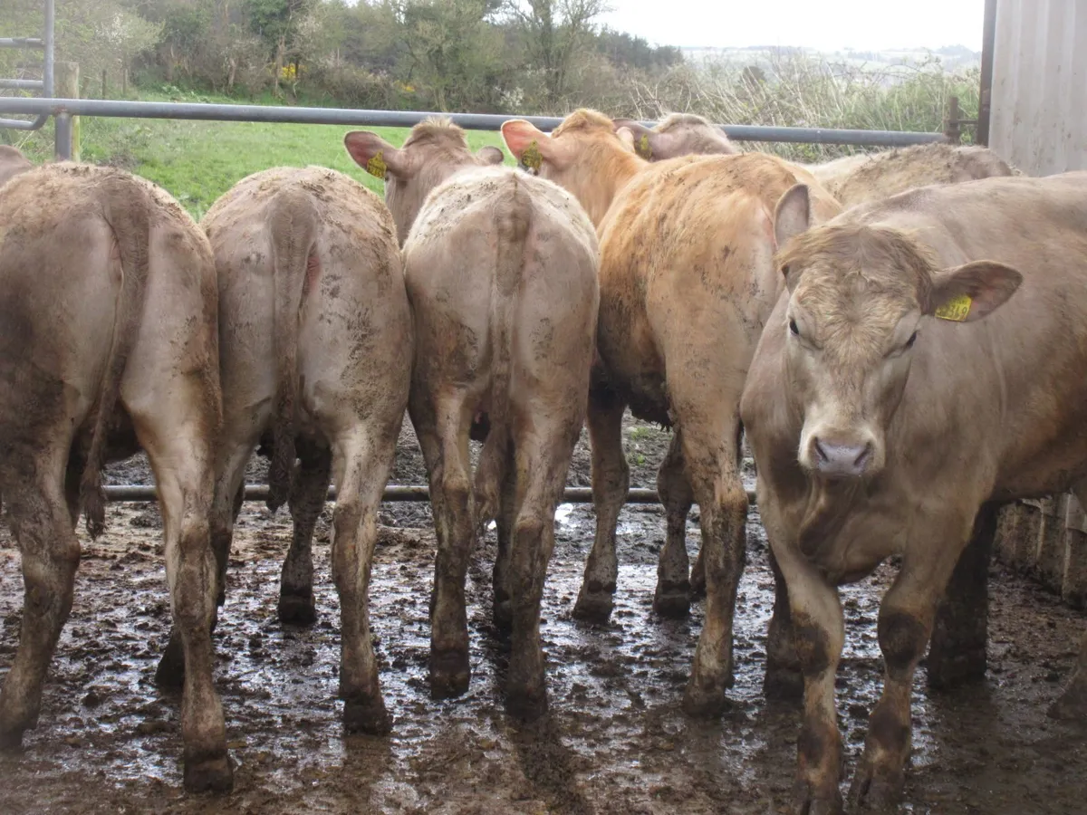 6 CHAROLAIS HEIFERS 5  STAR GENOTYPED 350KG - Image 4