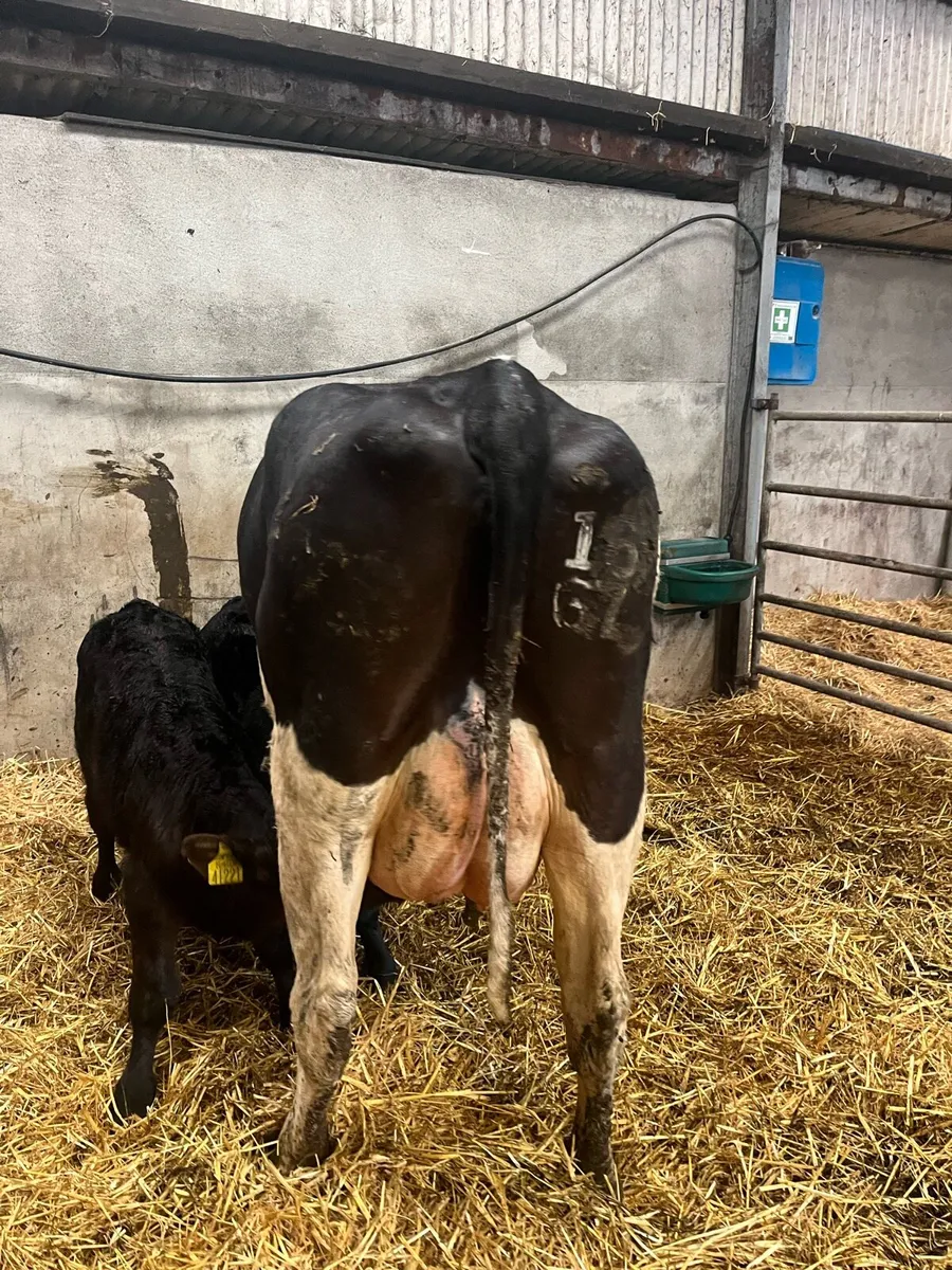 Cow with calves - Image 2