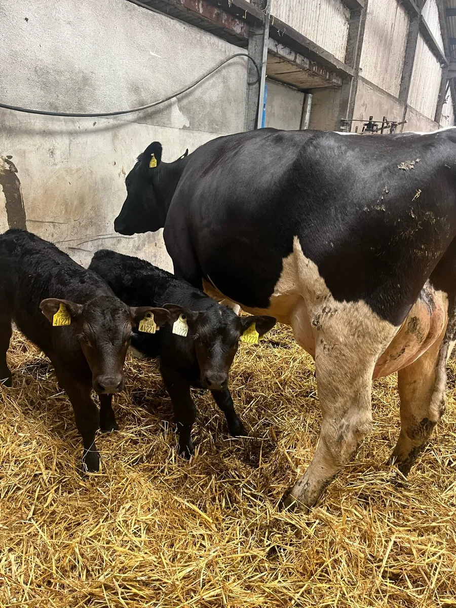 Cow with calves - Image 3