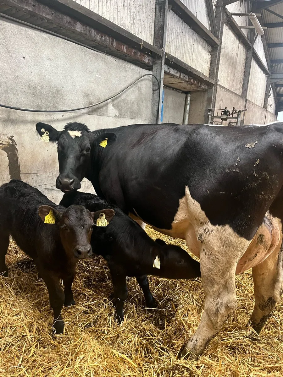 Cow with calves - Image 4