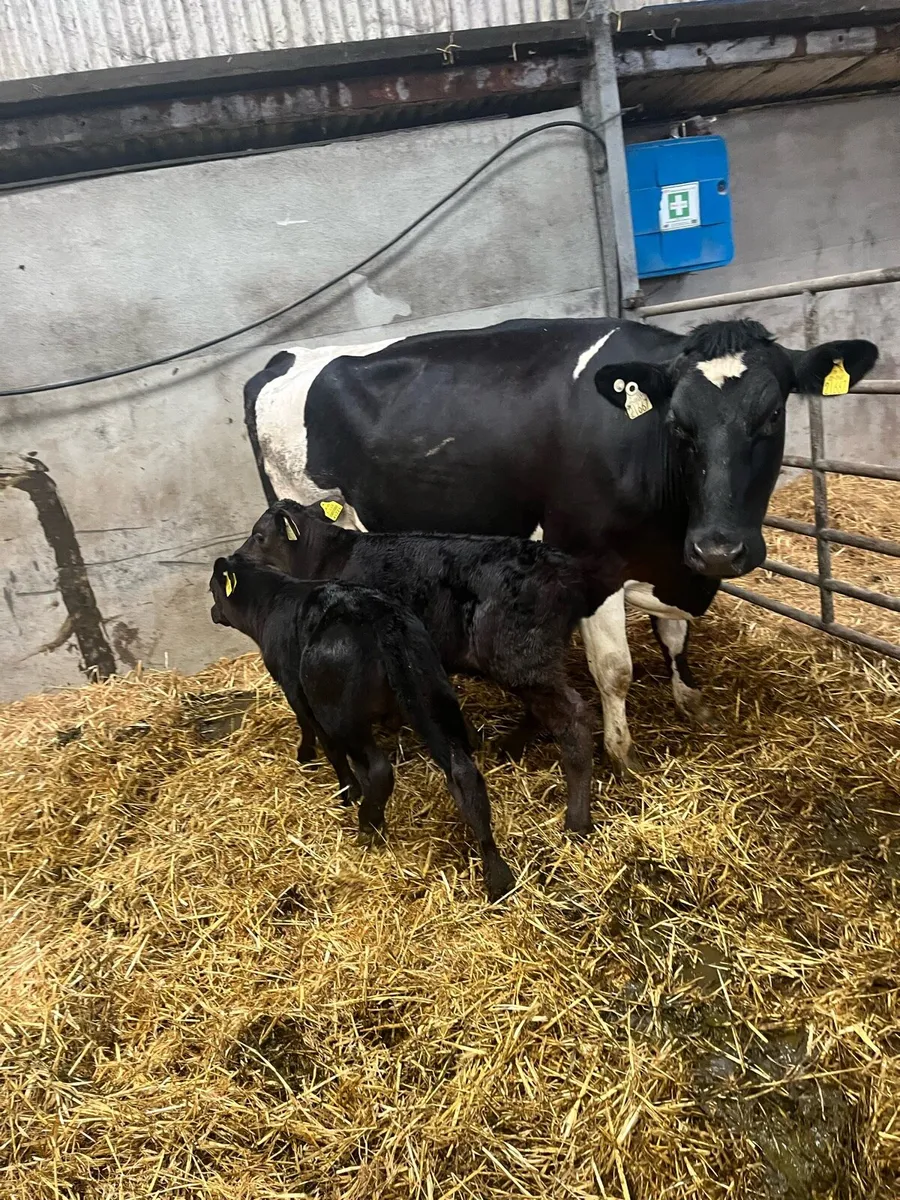 Cow with calves - Image 1