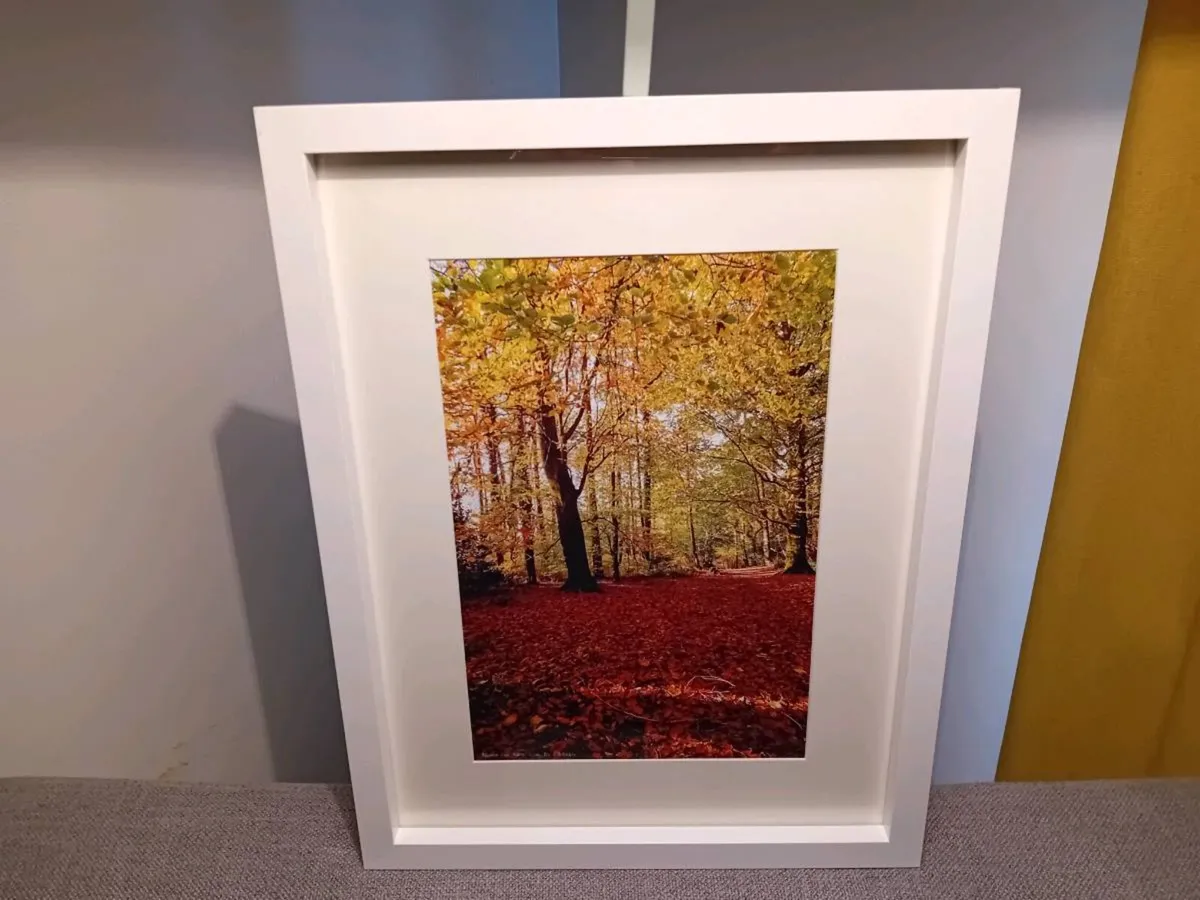 Ballyannon Woods - Image 1