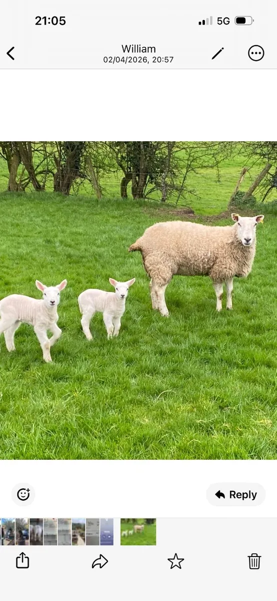 Lambs