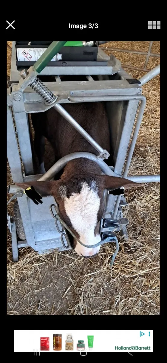 Freeze branding/Hoof Trimming/Calf debudding - Image 4