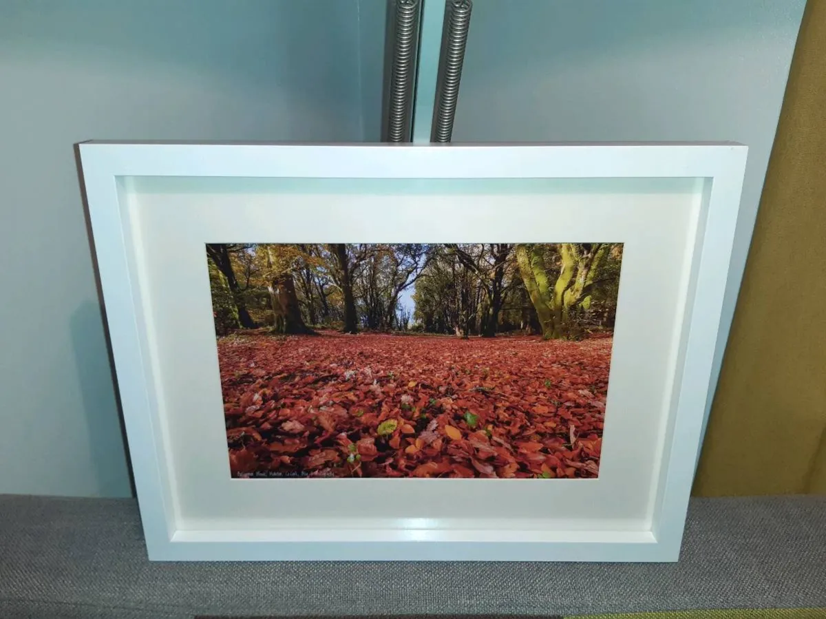 Ballyannon Woods - Image 3