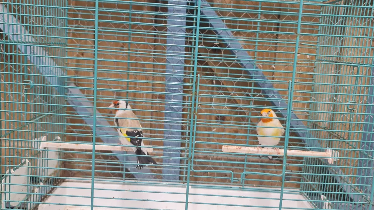 Siberian goldfinch & canaries - Image 1