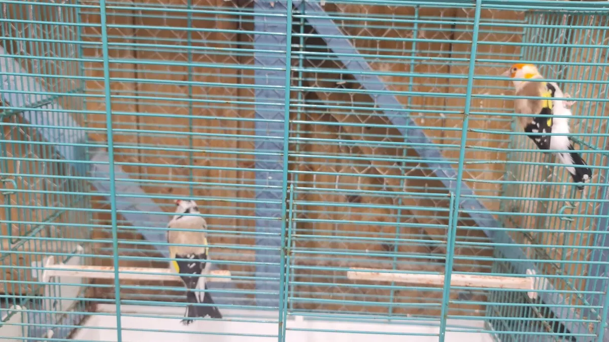 Siberian goldfinch & canaries - Image 2