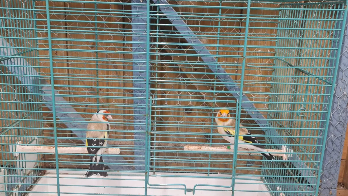 Siberian goldfinch & canaries - Image 3