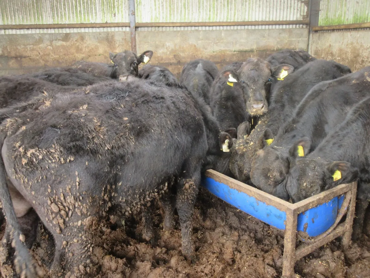14 ABERDEEN ANGUS BULLOCKS 280KG - Image 3