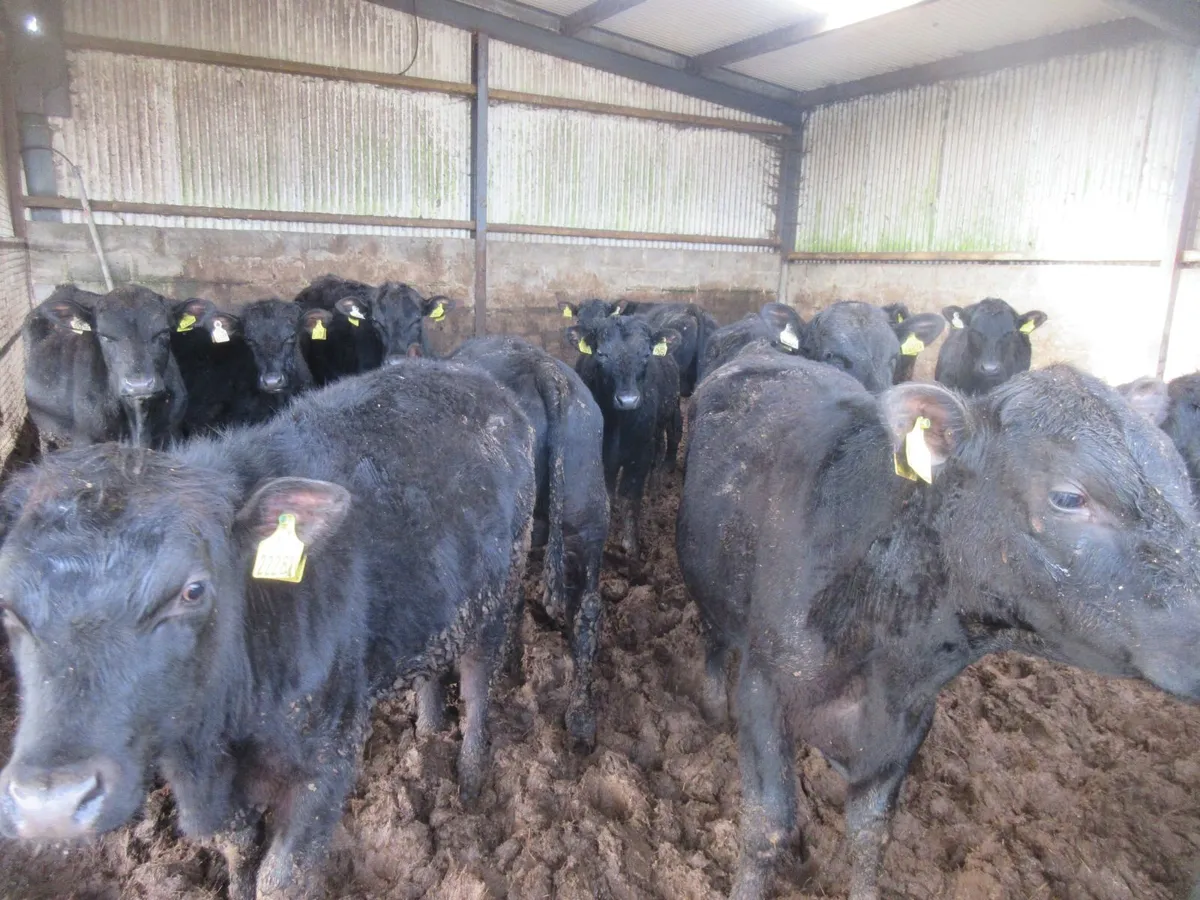 14 ABERDEEN ANGUS BULLOCKS 280KG - Image 1