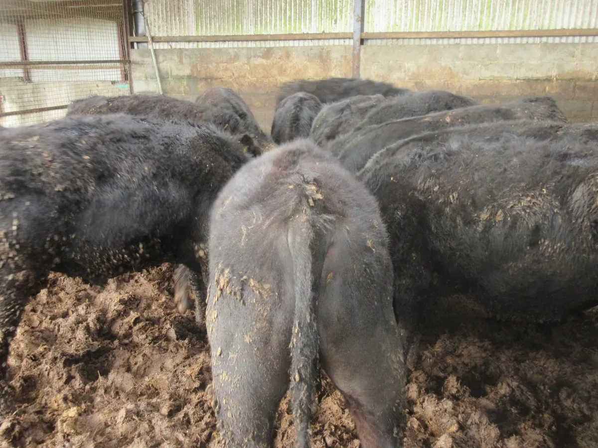 14 ABERDEEN ANGUS BULLOCKS 280KG - Image 2