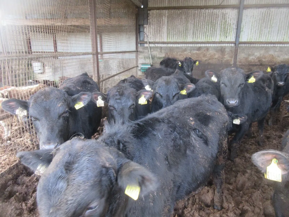 14 ABERDEEN ANGUS BULLOCKS 280KG - Image 4