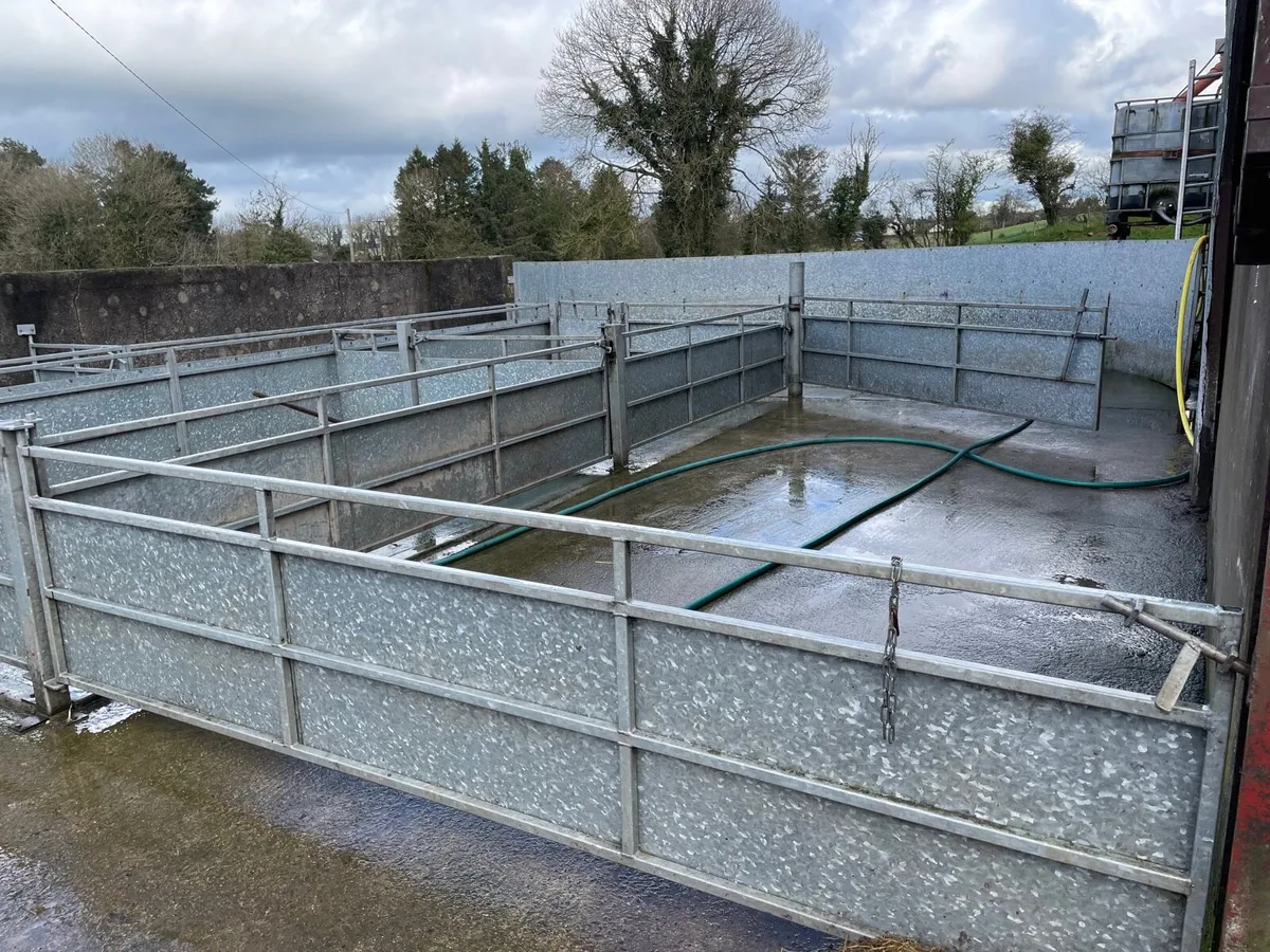 Sheep handling yard - Image 2