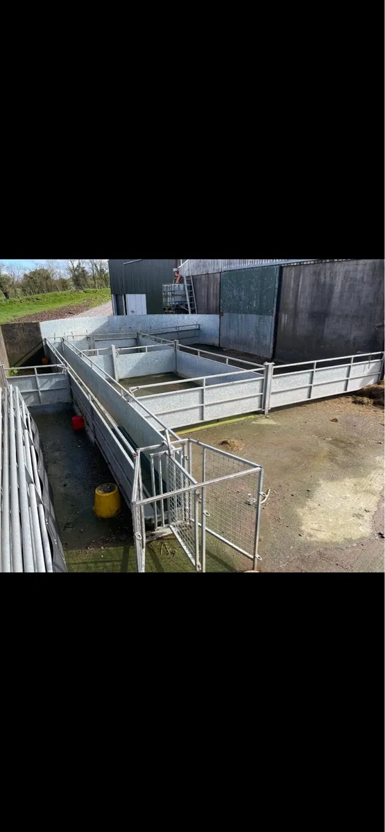 Sheep handling yard - Image 1