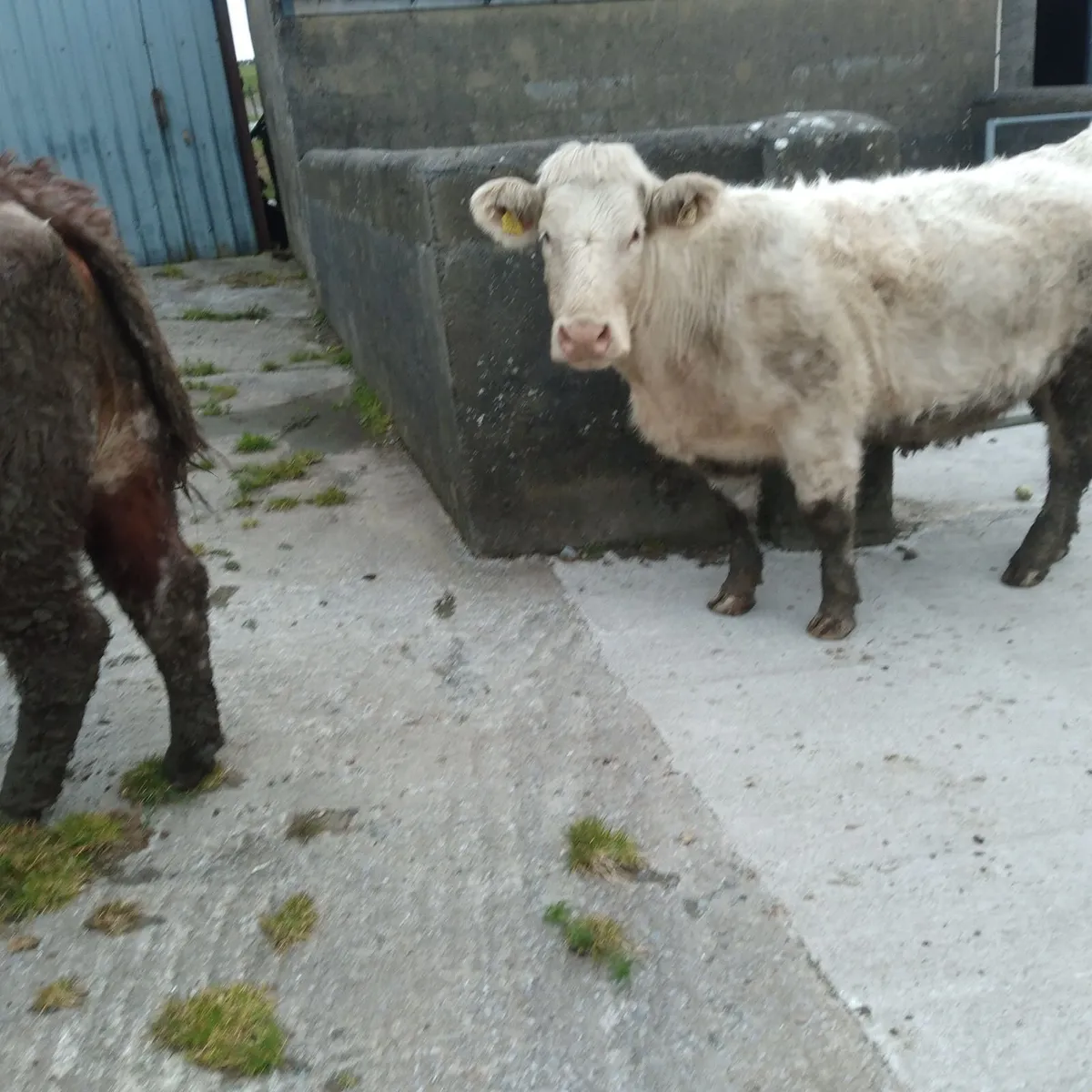 A.I bred springers - Image 2