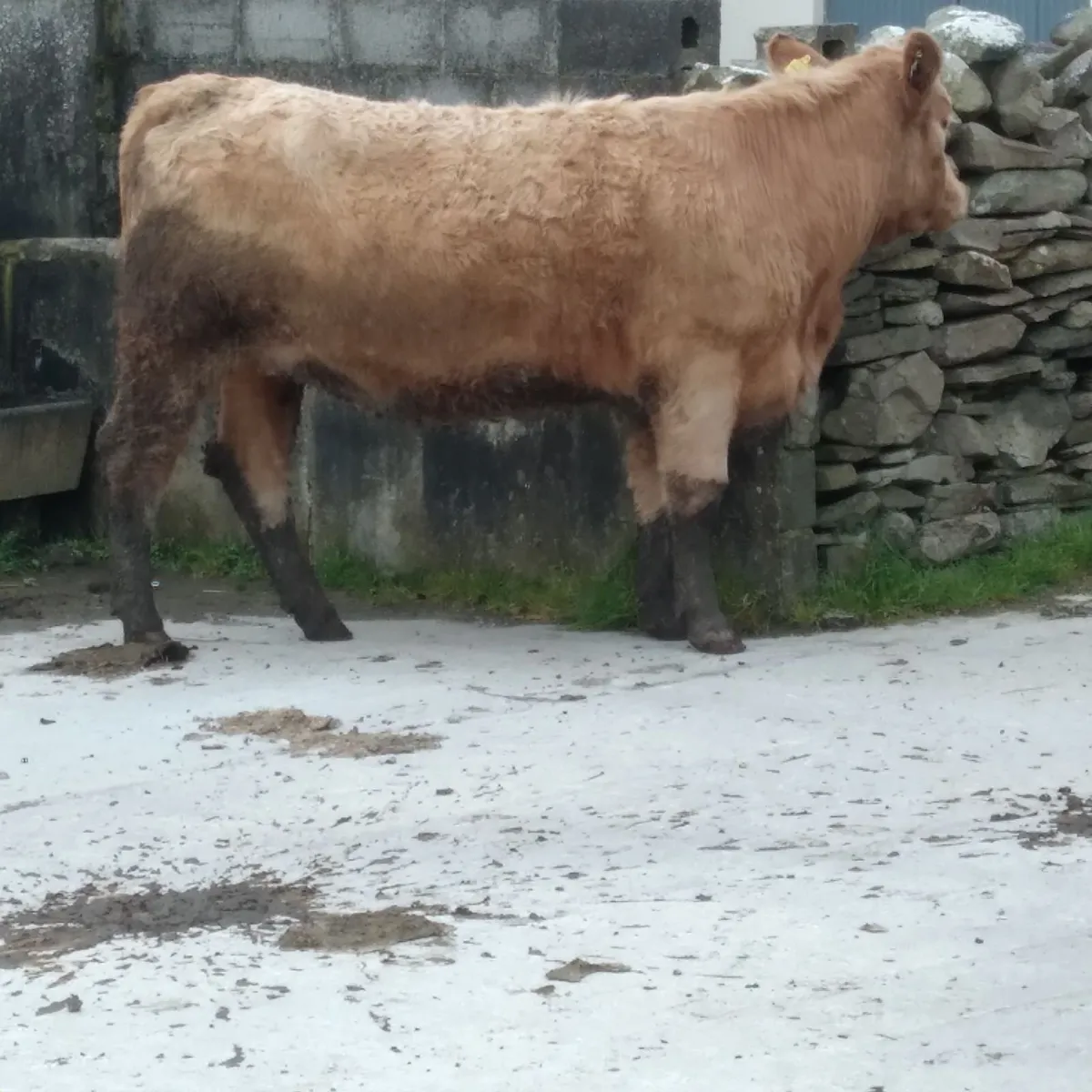 A.I bred springers - Image 3