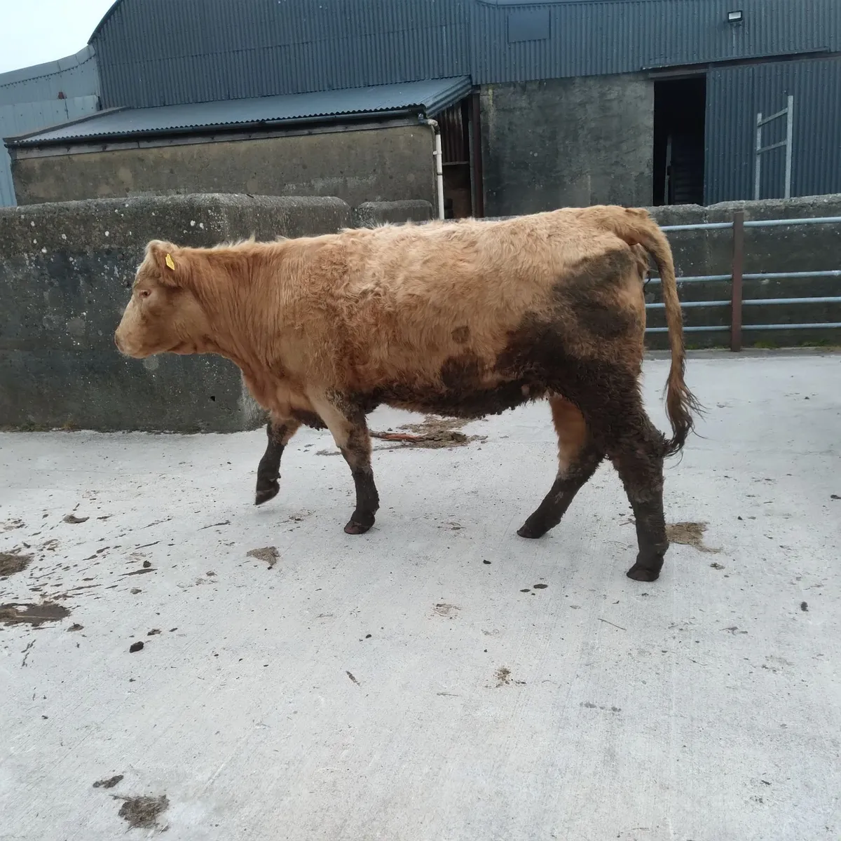 A.I bred springers - Image 4