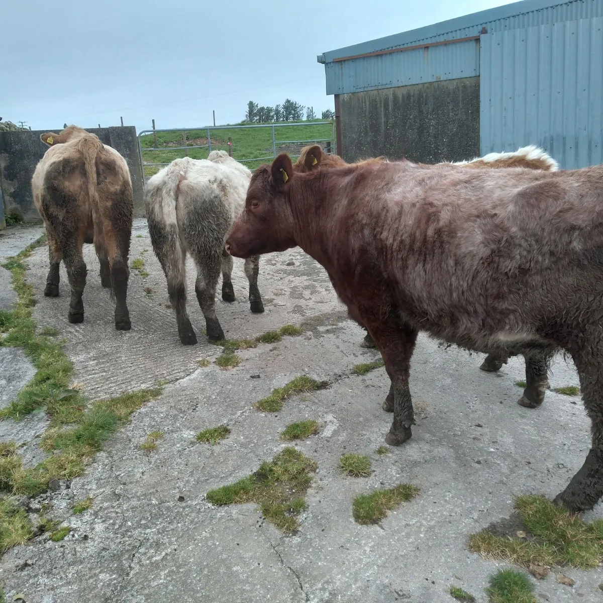 A.I bred springers - Image 1