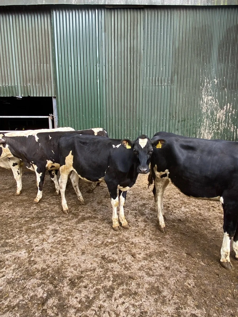 Maiden Heifers - Image 1