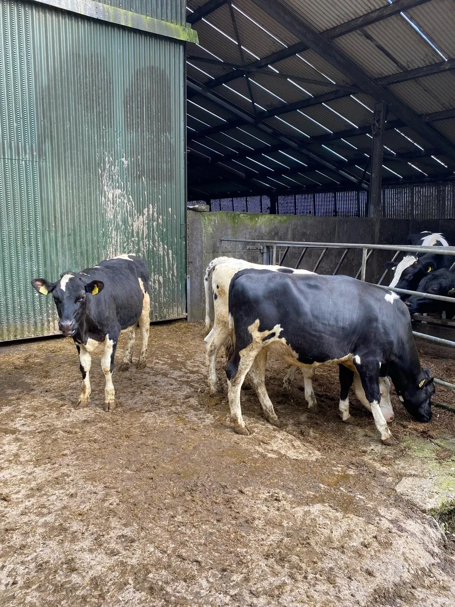 Maiden Heifers - Image 2