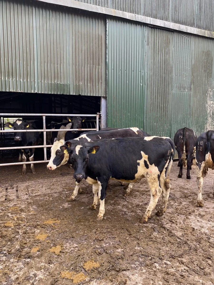 Maiden Heifers - Image 3