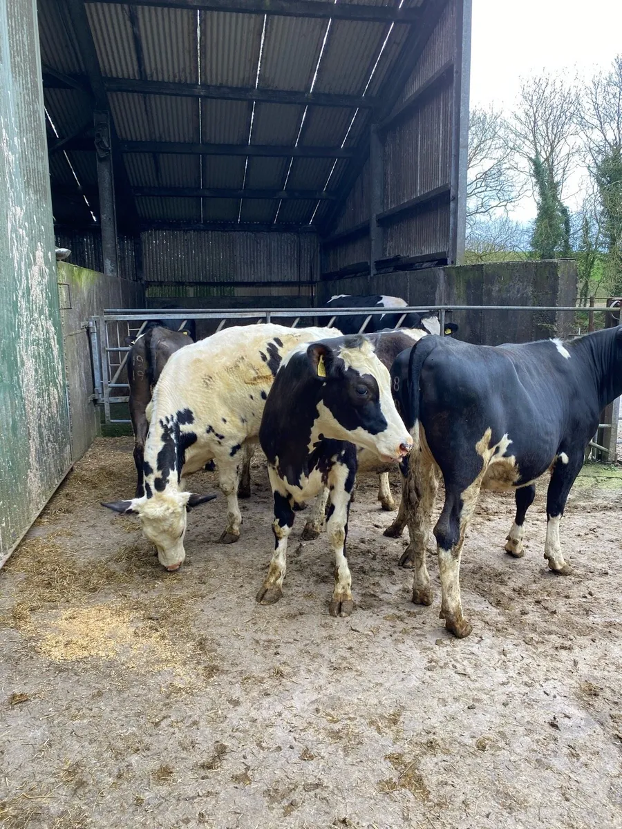 Maiden Heifers - Image 4