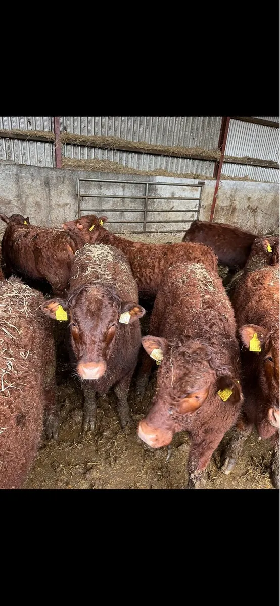 Saler Bulls - Image 2