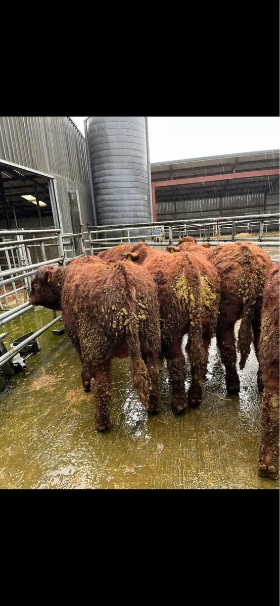 Saler Bulls - Image 3