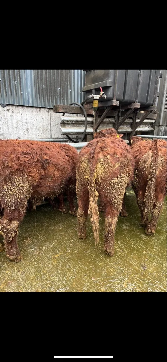 Saler Bulls - Image 4