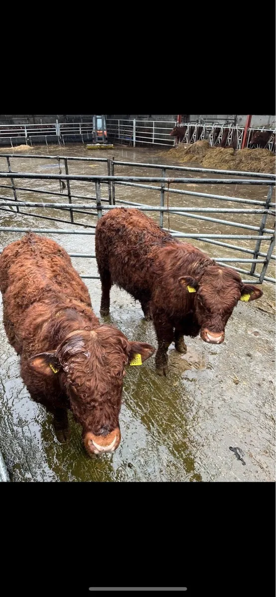 Saler Bulls - Image 1