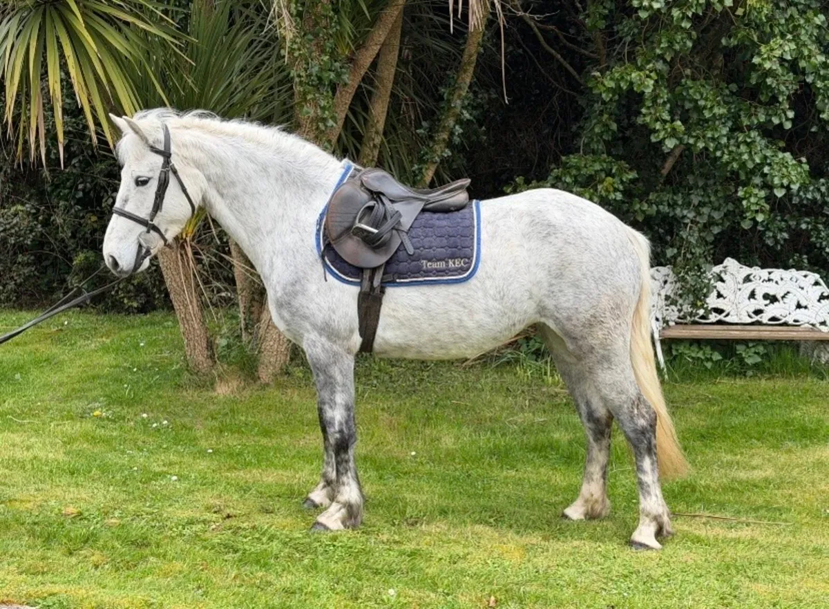 🌟138 REG Connemara🌟 - Image 1