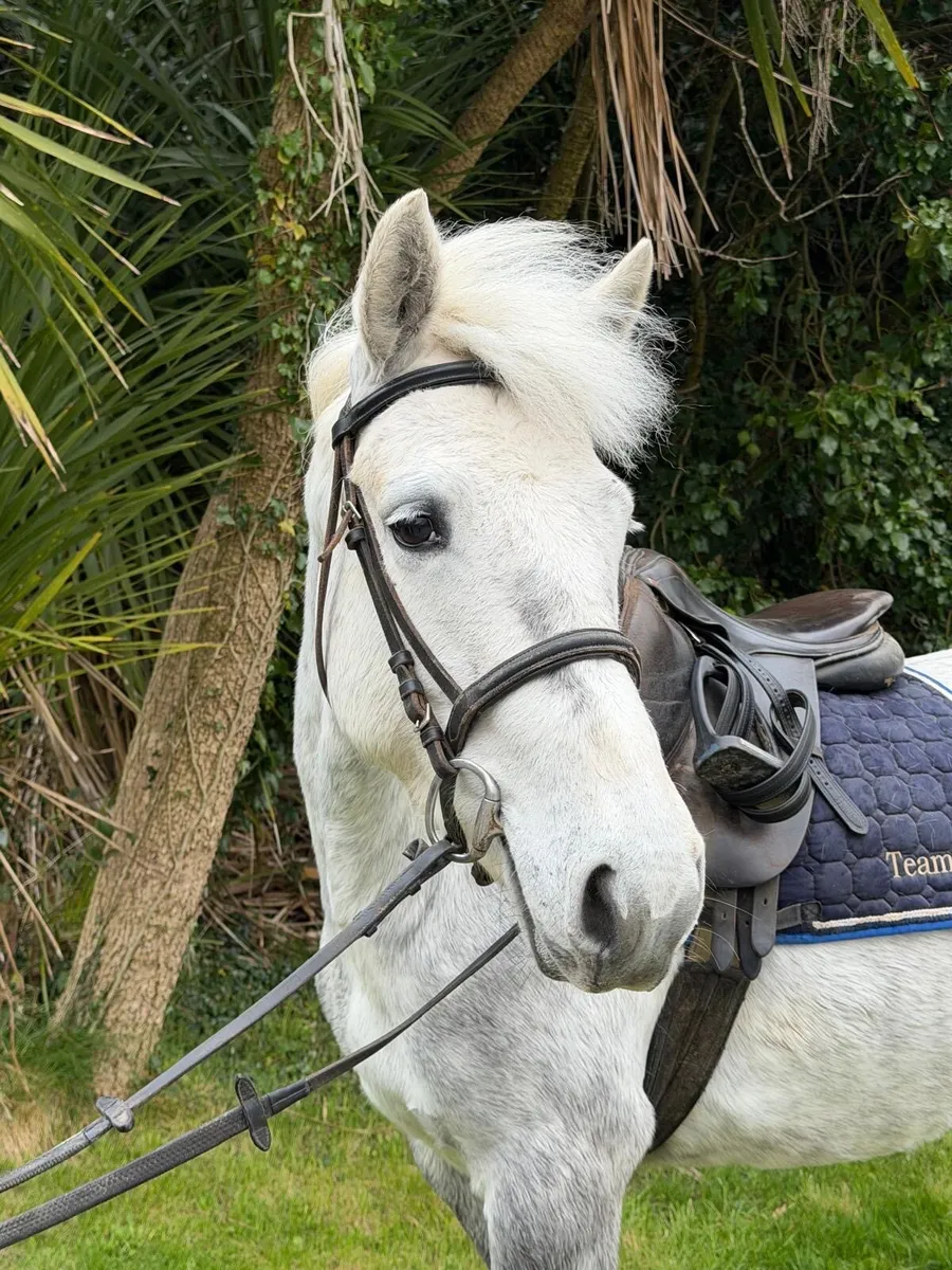 🌟138 REG Connemara🌟 - Image 2