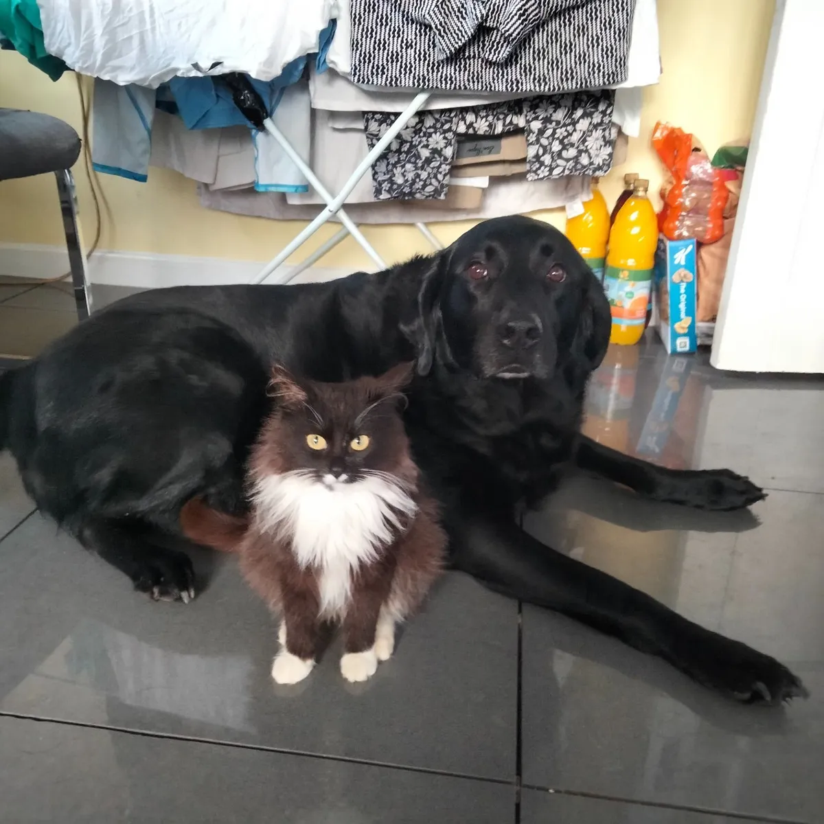 Maine coon kitten. **( MALE)** - Image 1