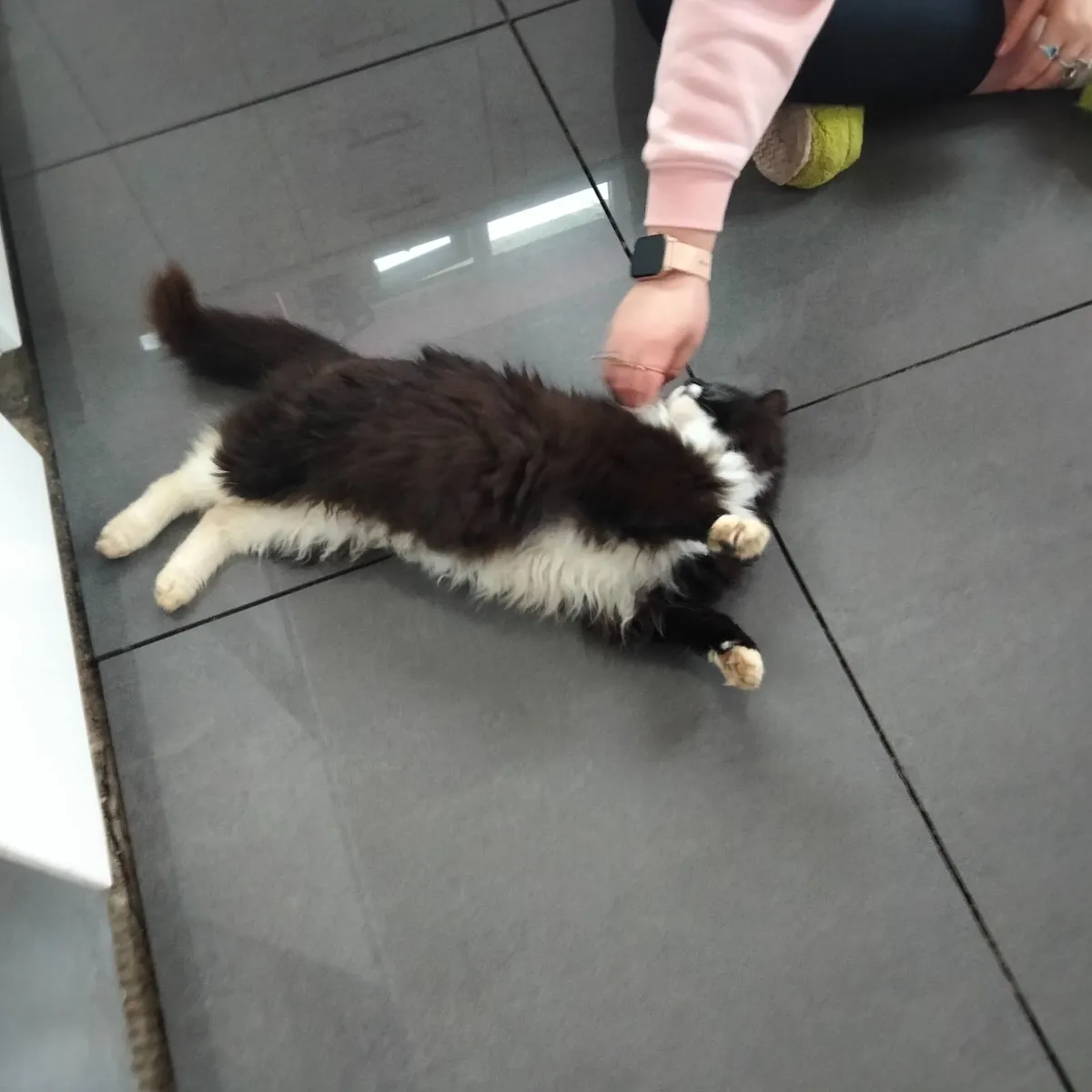 Maine coon kitten. **( MALE)** - Image 4