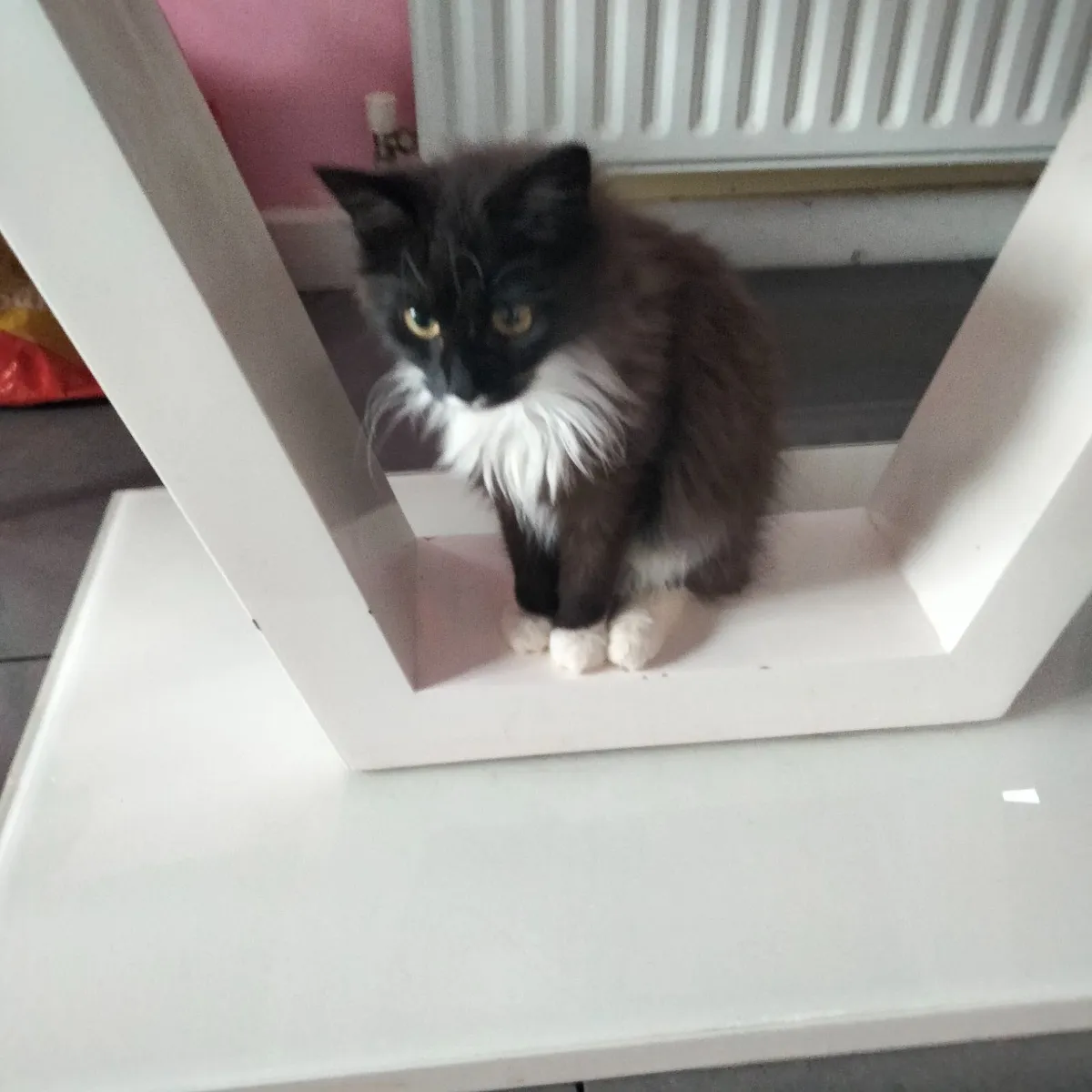 Maine coon kitten. **( MALE)** Cross - Image 1