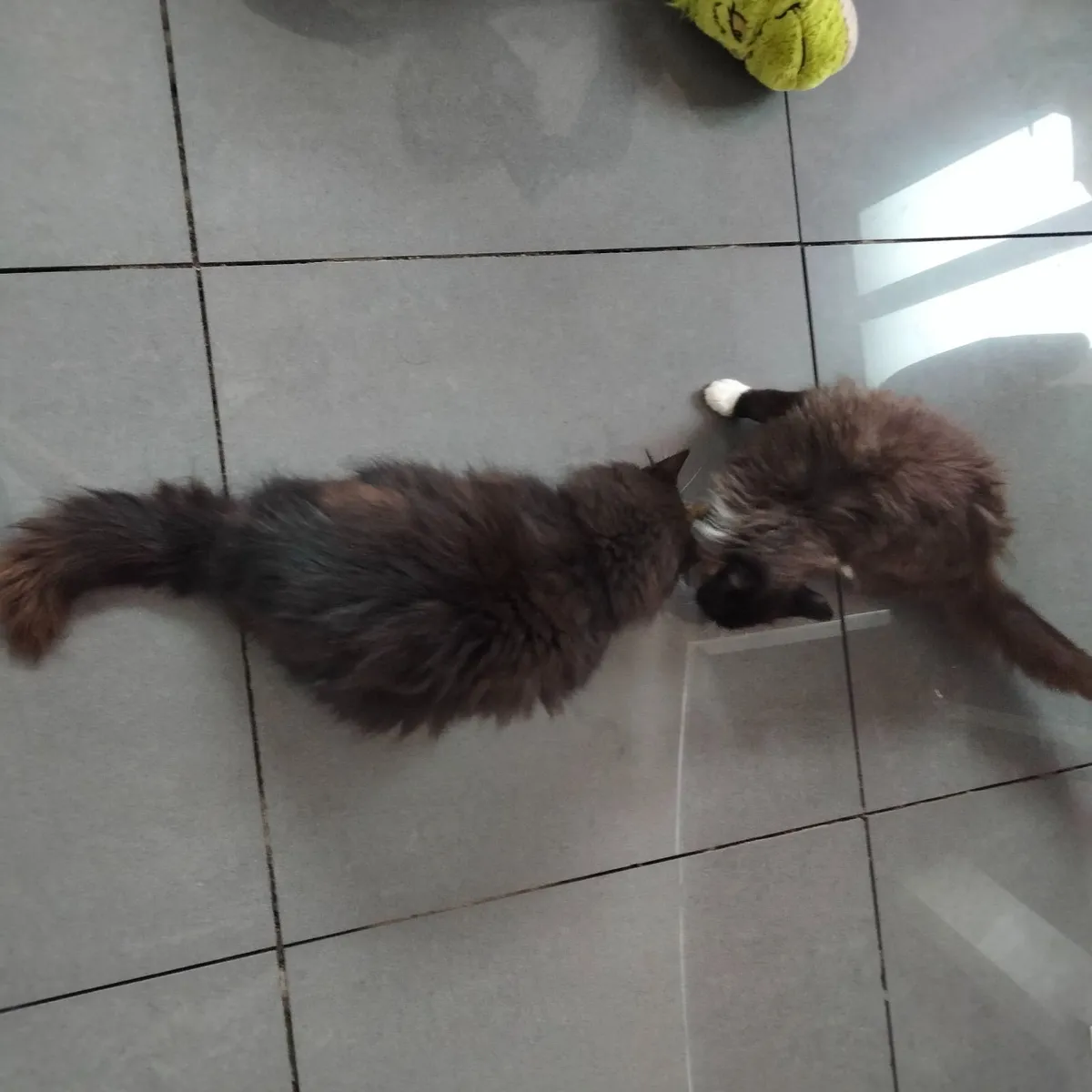 Maine coon kitten. **( MALE)** Cross - Image 4