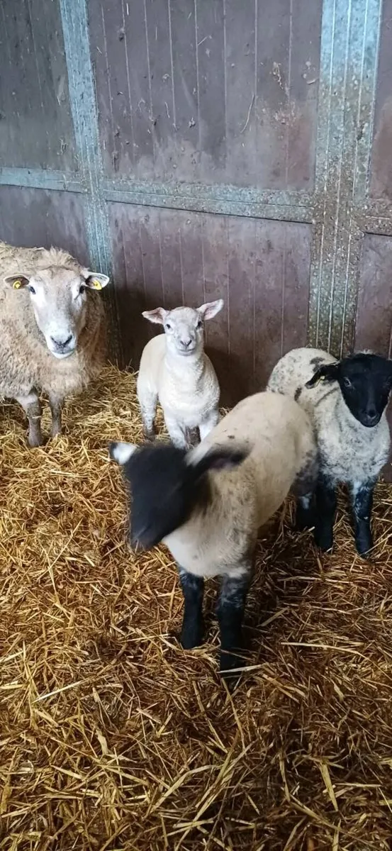 Ewes with strong lambs - Image 1