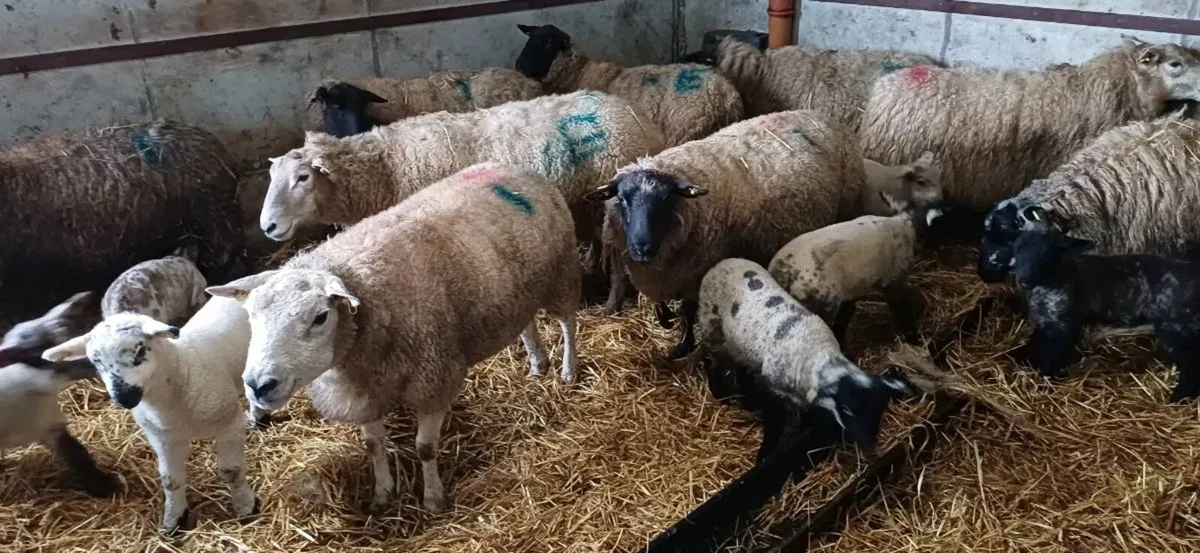Ewes with strong lambs - Image 2