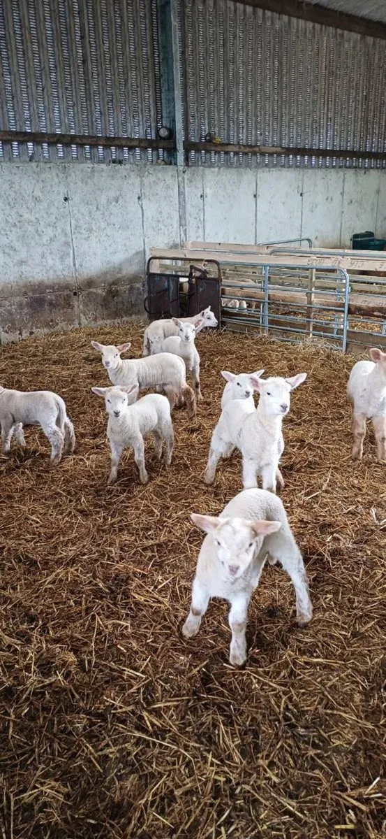 Ewes with strong lambs - Image 4