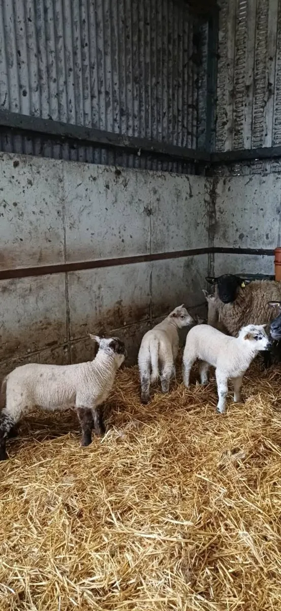 Ewes with strong lambs - Image 3