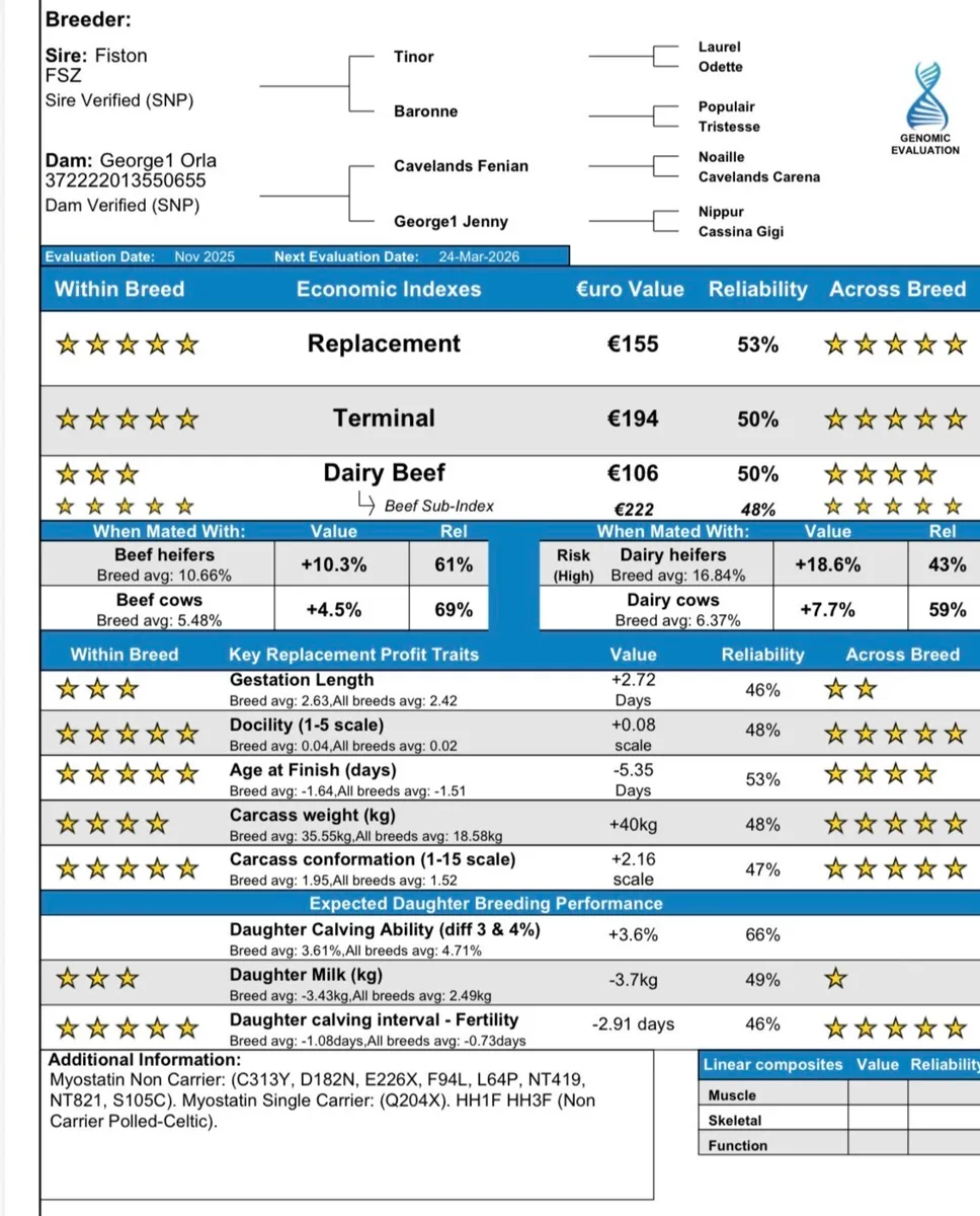 ⭐️ Pedigree Charolais Bull - Fiston - Image 4
